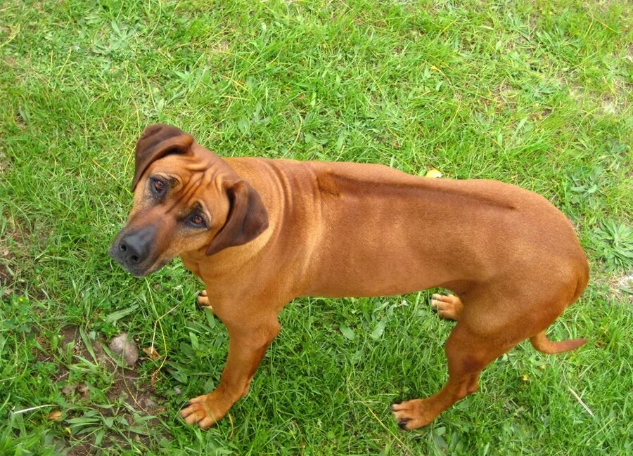 Родезийский риджбек. Собака против шерсти. Родэнезиртский риджбек. Порода собак родезийский риджбек. Риджбек родезийский гребень на спине.