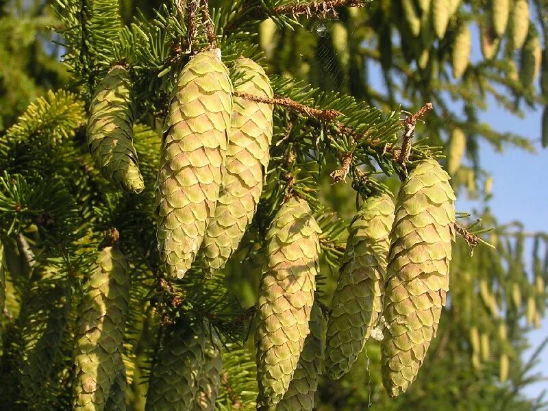 Ель обыкновенная плоды. Ель сибирская picea obovata. Пихта сибирская. Ель колючая, канадская, сербская. Плоды сосны и ели.