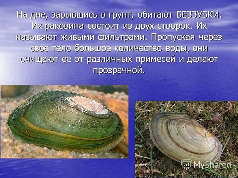 Жаба в пруду. Какое животное фильтр водоема. Моллюски байкала. Живые фильтры водоемов 4 класс. Какое животное фильтр водоема.