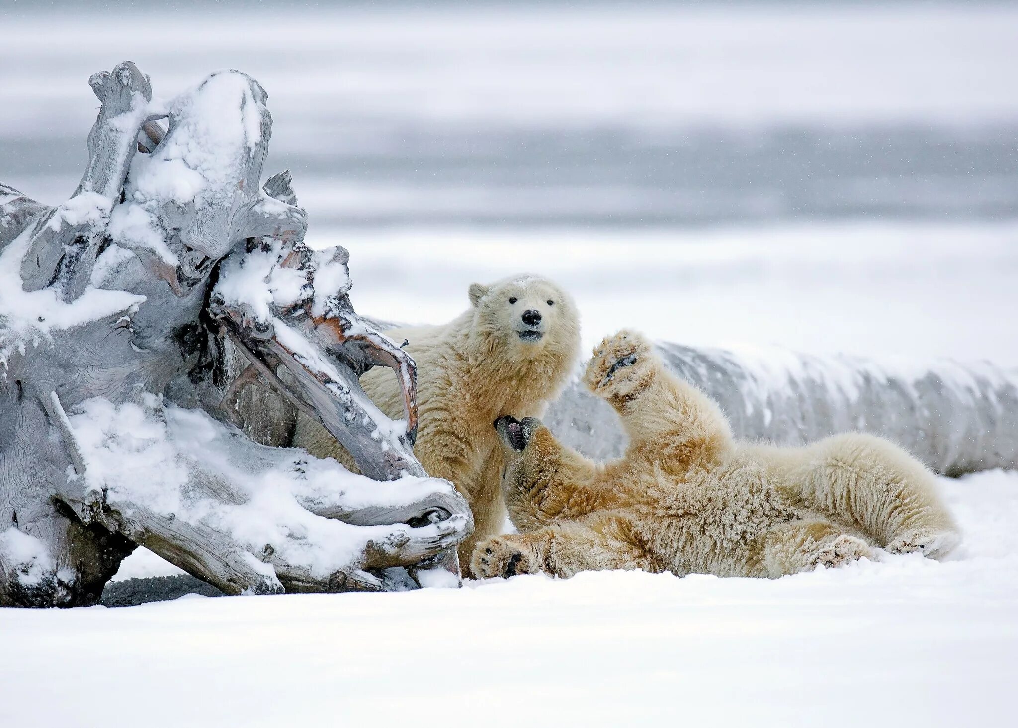 Обитатели снегов. Белые медведи на Аляске. Белые медведи на Аляске 2023. Зима снег животные. Зима Мороз медведи белые.