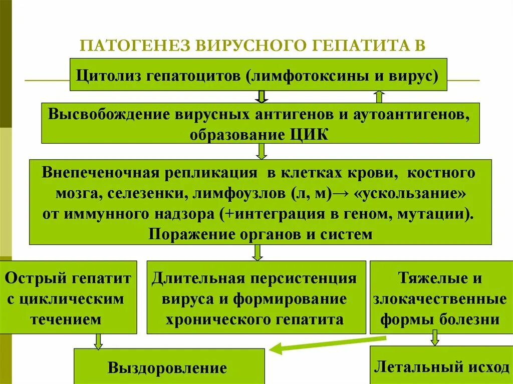 Патогенез гепатита а схема. Гепатит b патогенез схема. Гепатит б механизм патогенез. Основной механизм патогенеза вирусного гепатита б. Гепатит а патогенез