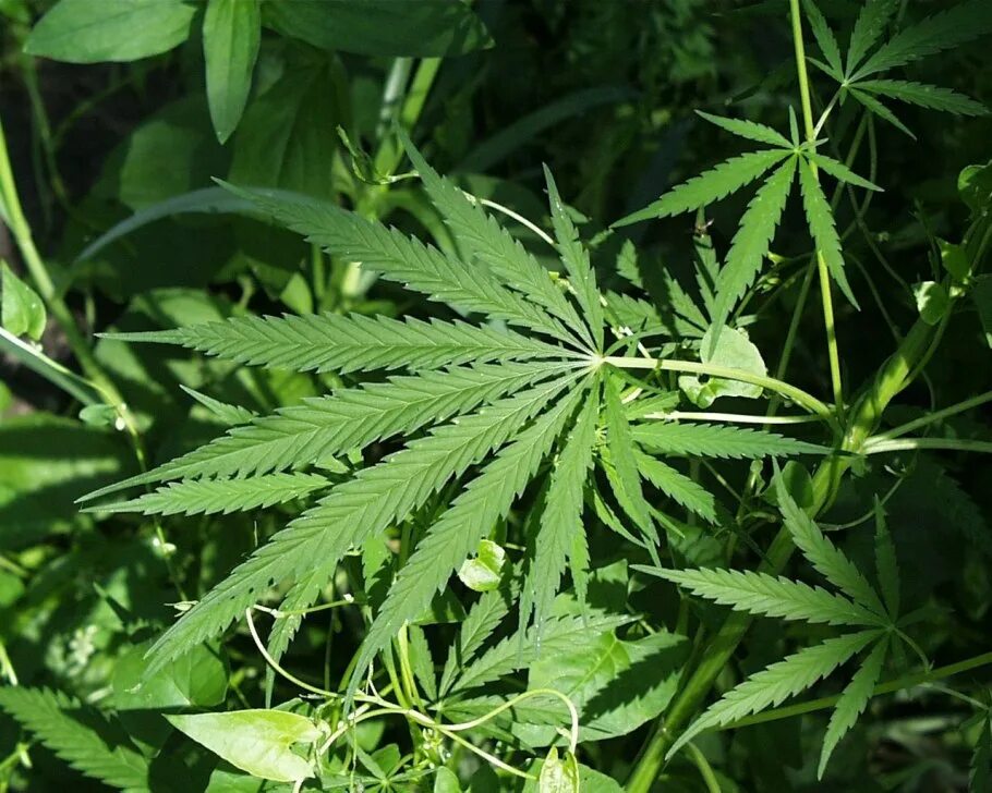 Марихуана трава фото Lack of testing facilities could slow Maine legal marijuana Washington Times