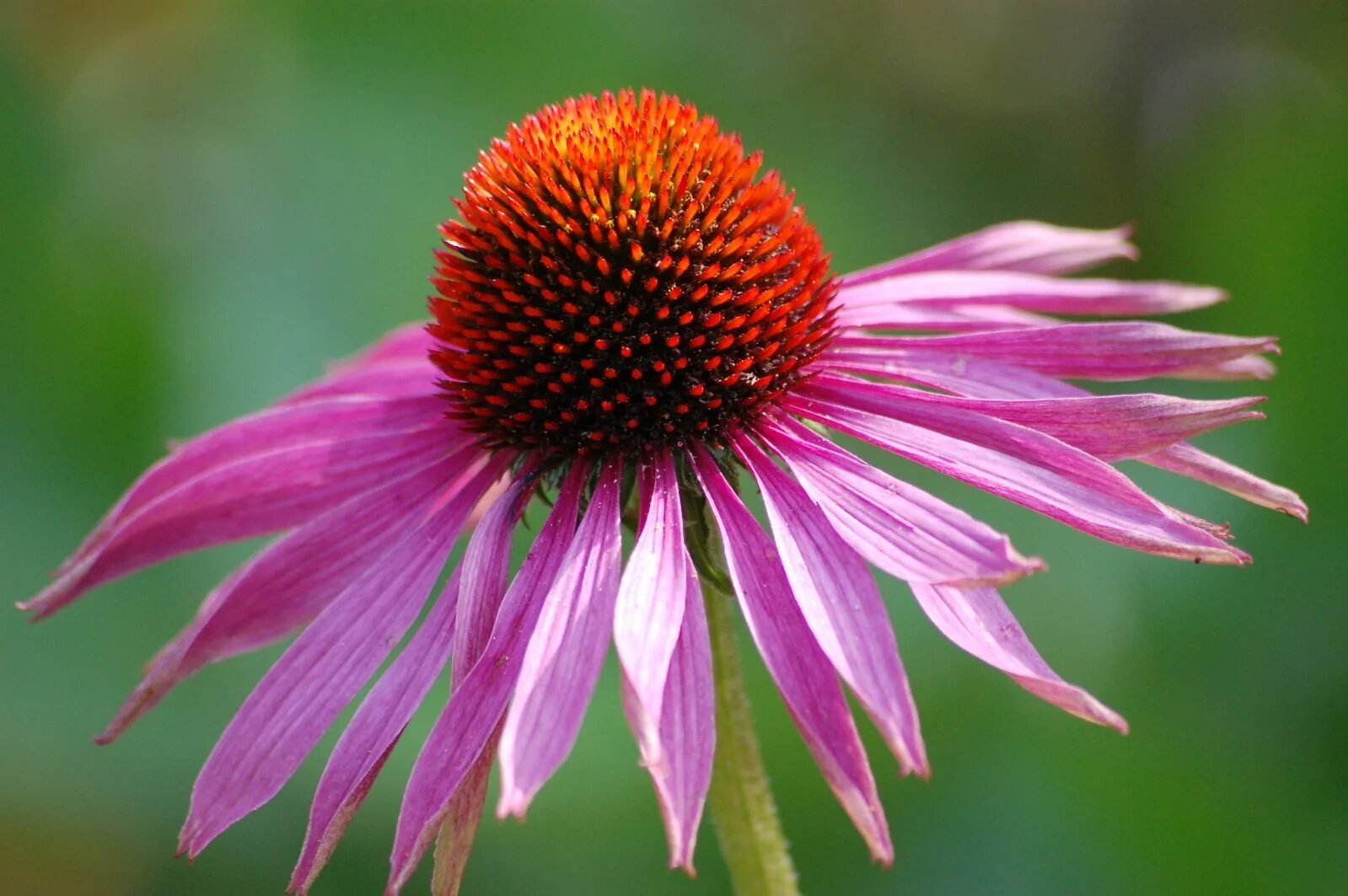 эхинацея пурпурная (echinacea purpurea). помогает ли эхинацея. эхинацея биологически активные вещества. эхинацея рудбекия пурпурная. эхинацея пурпурная сушеная.