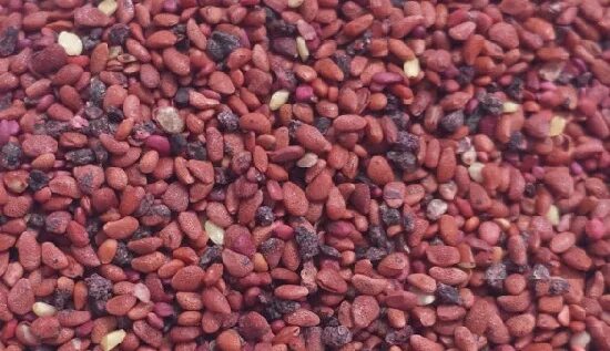 Влажные семена. Семена черники. как выглядят семена черники. всходы черники. всходы брусники и черники из семян.