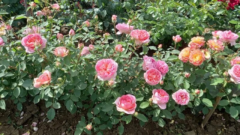 питомник роз успех каталог. питомник роз успех каталог.