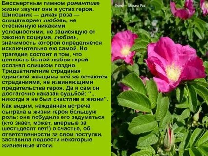 Куст розы текст
