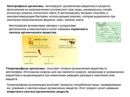 Процесс синтеза органических веществ называют