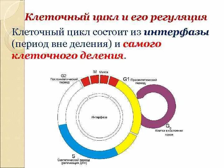 Жизненный цикл клетки состоит из интерфазы. Схема клеточного цикла. Клеточный цикл и его периоды. Клеточный цикл состоит из. Клеточный цикл и его регуляция.