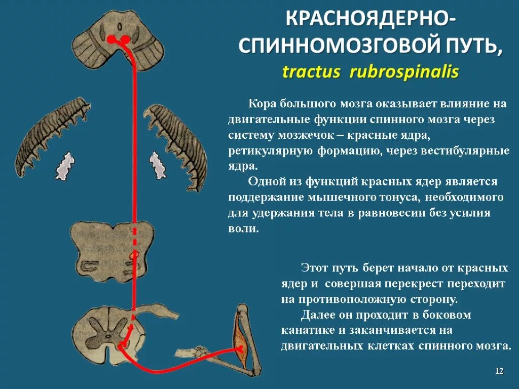 Двигательный центр спинного мозга. Покрышечно спинномозговой путь функции. Красноядерный спинномозговой путь функции. Предверноспиномозговой путь Перекрест. Ретикулярно спинномозговой путь функции.