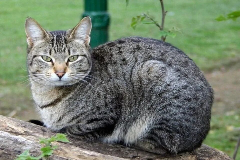 Un gato. Un gato