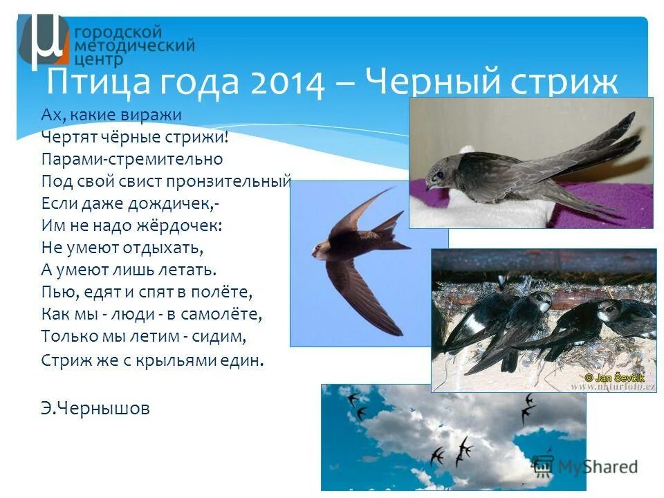 Строение стрижа. Почему стрижи много пьют и едят. Почему стрижи много пьют и едят. Сведения о стрижах кратко. Почему стрижи много пьют и едят.