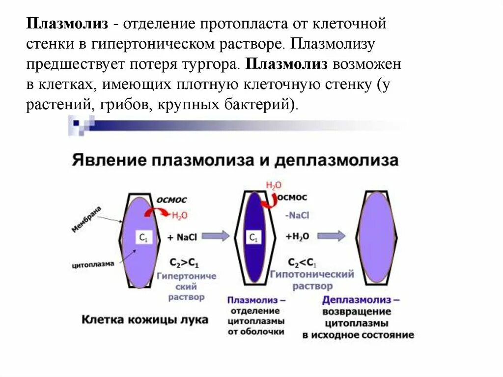 Время плазмолиза. Химическая организация клетки. Химическая организация клетки таблица. Химическая организация клетки кратко. Временная организация клетки.