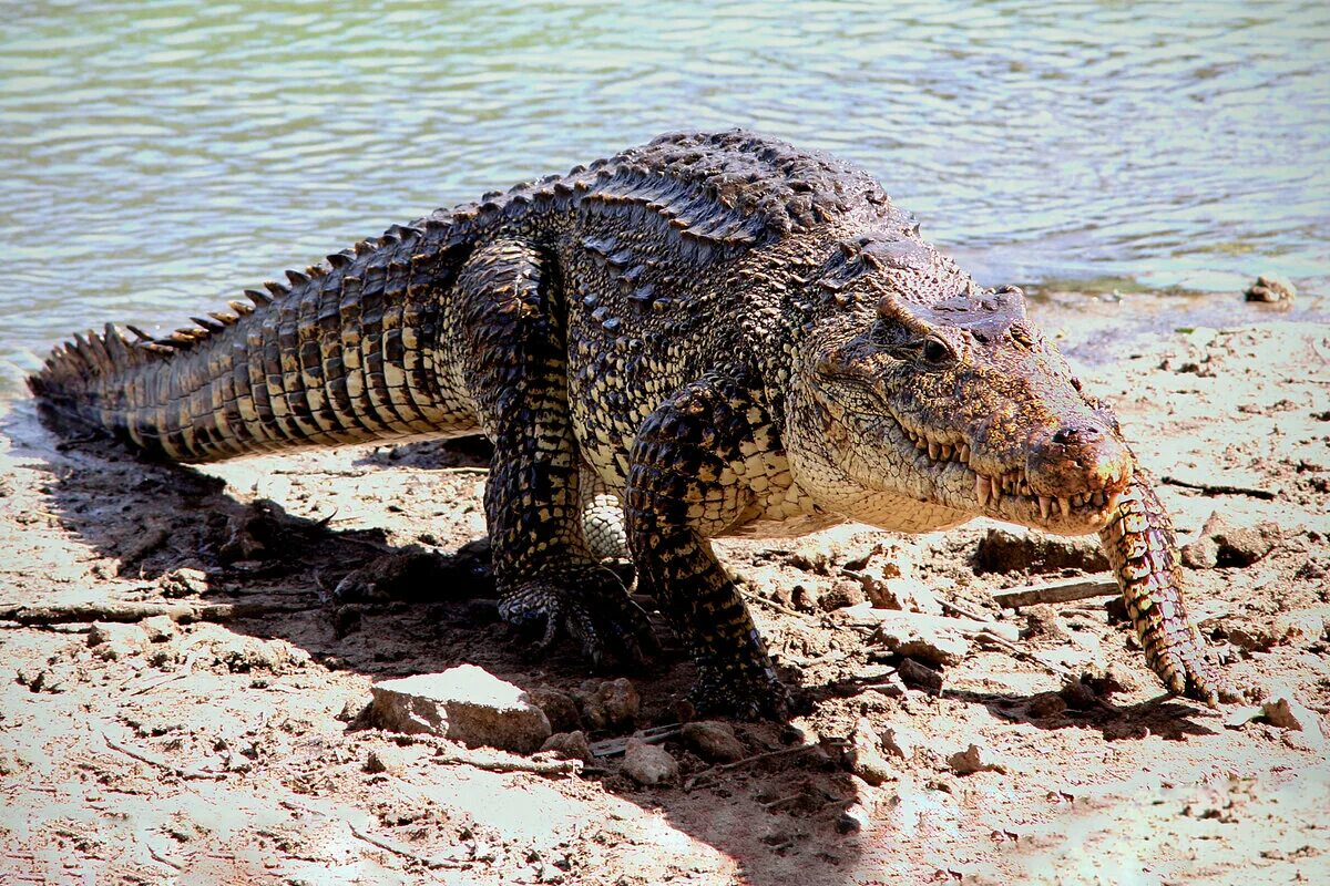 Крокодил водное животное. Кубинский крокодил Crocodylus rhombifer. Жемчужный крокодил. Кубинский Кайман. Жемчужина крокодил в Кубе.