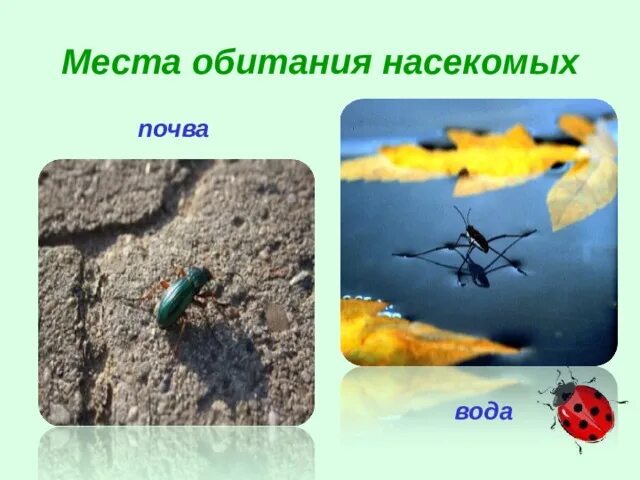 Среда обитания насекомых. Среда обитания насекомых