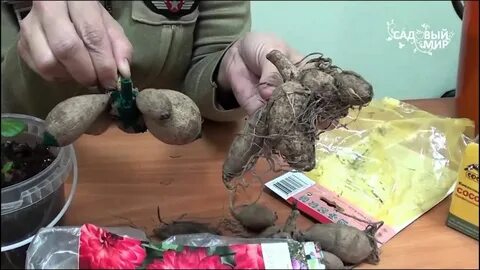 Укоренить черенки георгин
