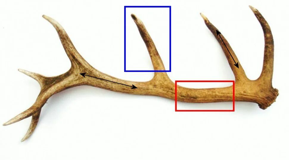 Виды оленьих рогов. Строение Рогов оленя. Оленьи рога в разрезе. Структура оленьего рога.