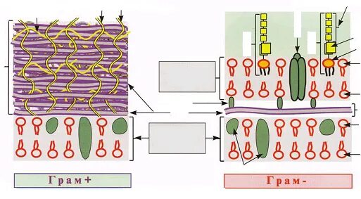 Клеточная стенка окраска. Метод окрашивания клеточной стенки. Клеточная стенка метод обнаружения окраска. Строение клеточной стенки кишечной палочки схема. Окрашивание по методу грама клеточная стенка.