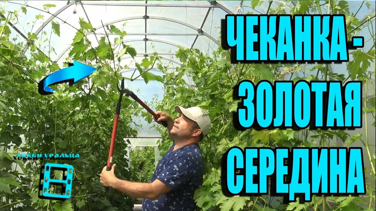 Пасынковать виноград. Когда чеканить виноград в средней полосе. Чеканка винограда в августе. Когда чеканить виноград в средней полосе. Чеканка винограда летом.