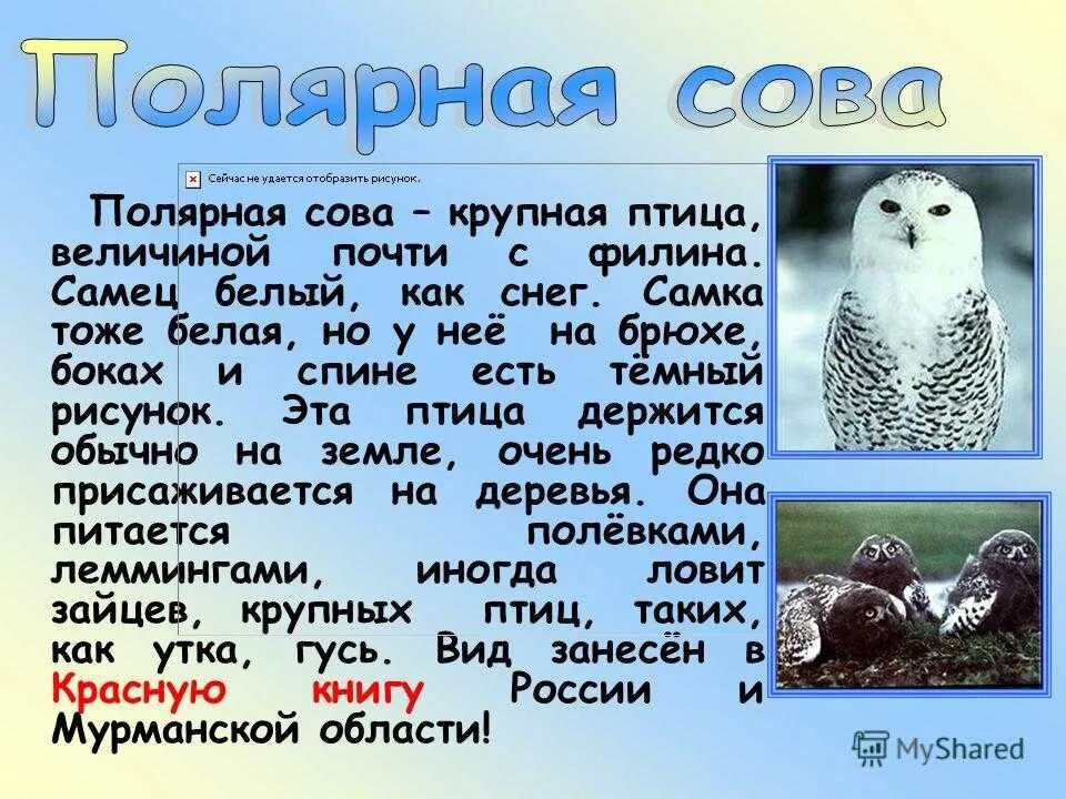 Белая Сова в тундре сообщение. Полярная Сова сообщение 4. Информация о полярной сове. Белая Сова рассказ. Сова живет в тундре