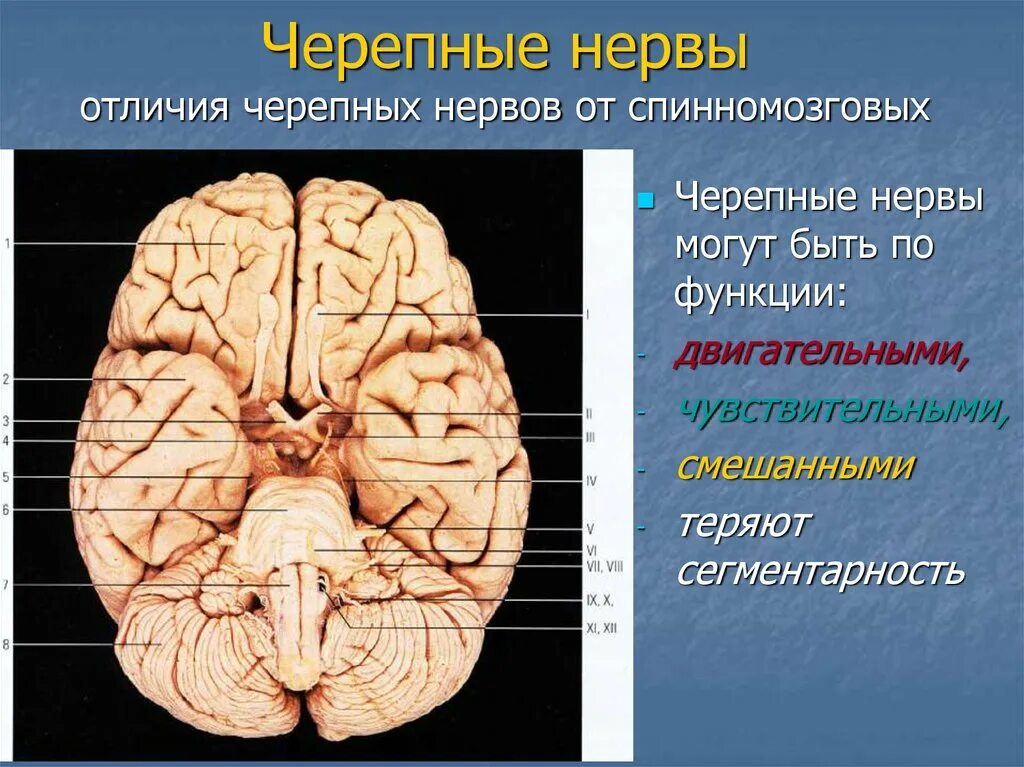 10 черепной нерв. Черепно-мозговые нервы 12. Черепные и спинномозговые нервы. Нервы черепных нервов. Периферические Черепные нервы.