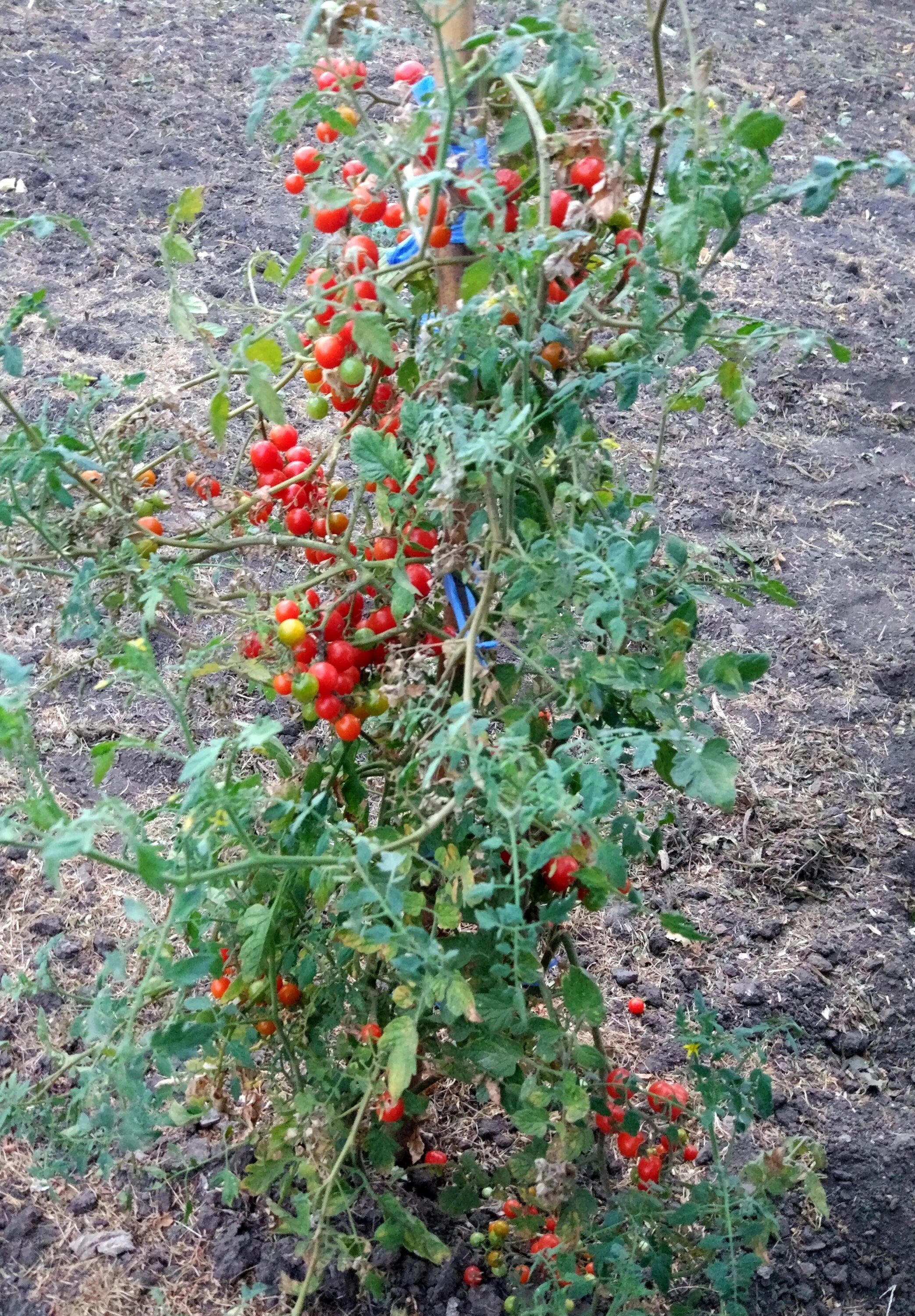 Томат диковинка 20шт черри аэлита. Томат черри детки. Новинки томатов аэлита семена. Томат конфетное дерево черри f1 уд. Томат диковинка.