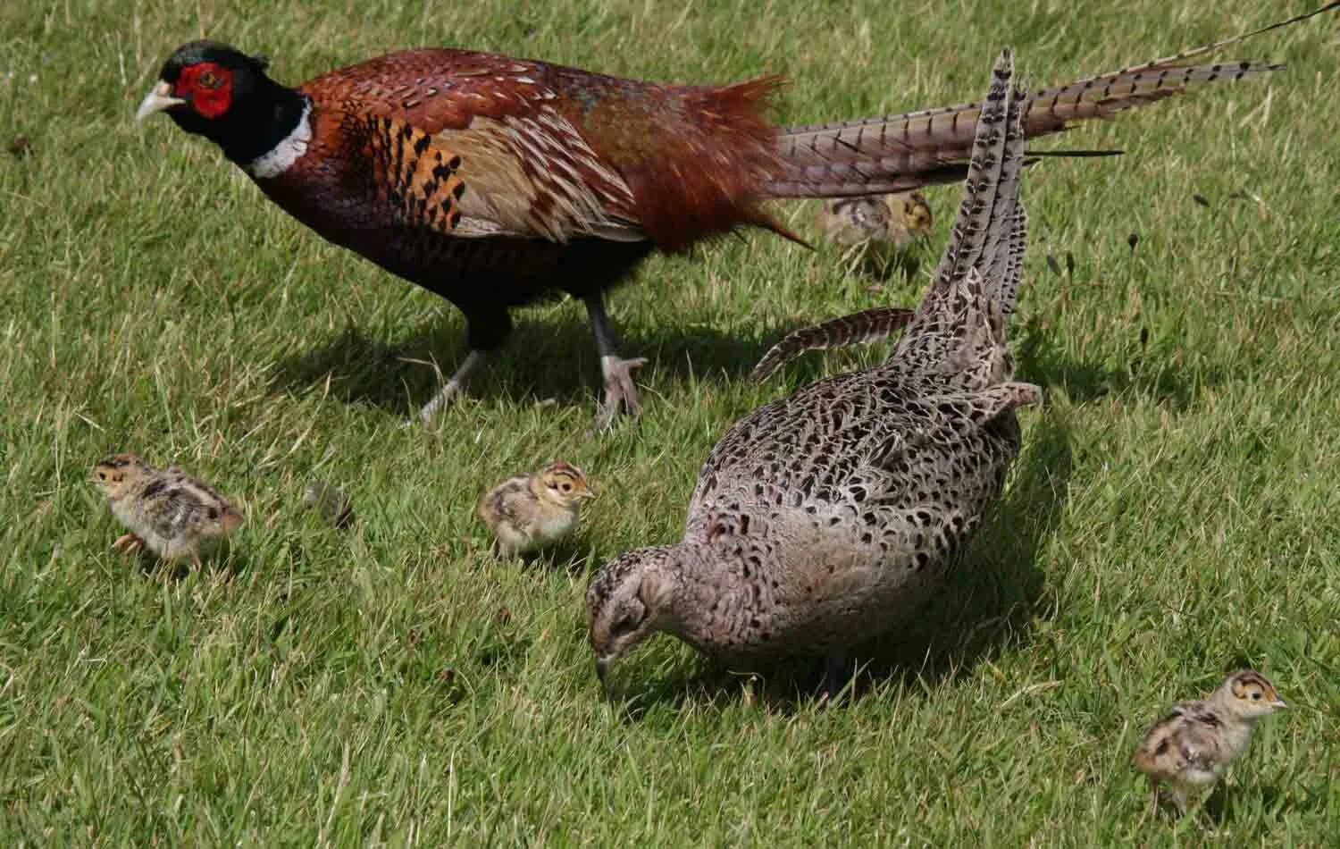 Что едят фазаны. Самка охотничьего фазана. Обыкновенный фазан самка. Фазан и куропатка. Фазан самка и самец.