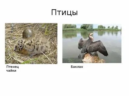 Обитатели суши добывающие пищу в море черном