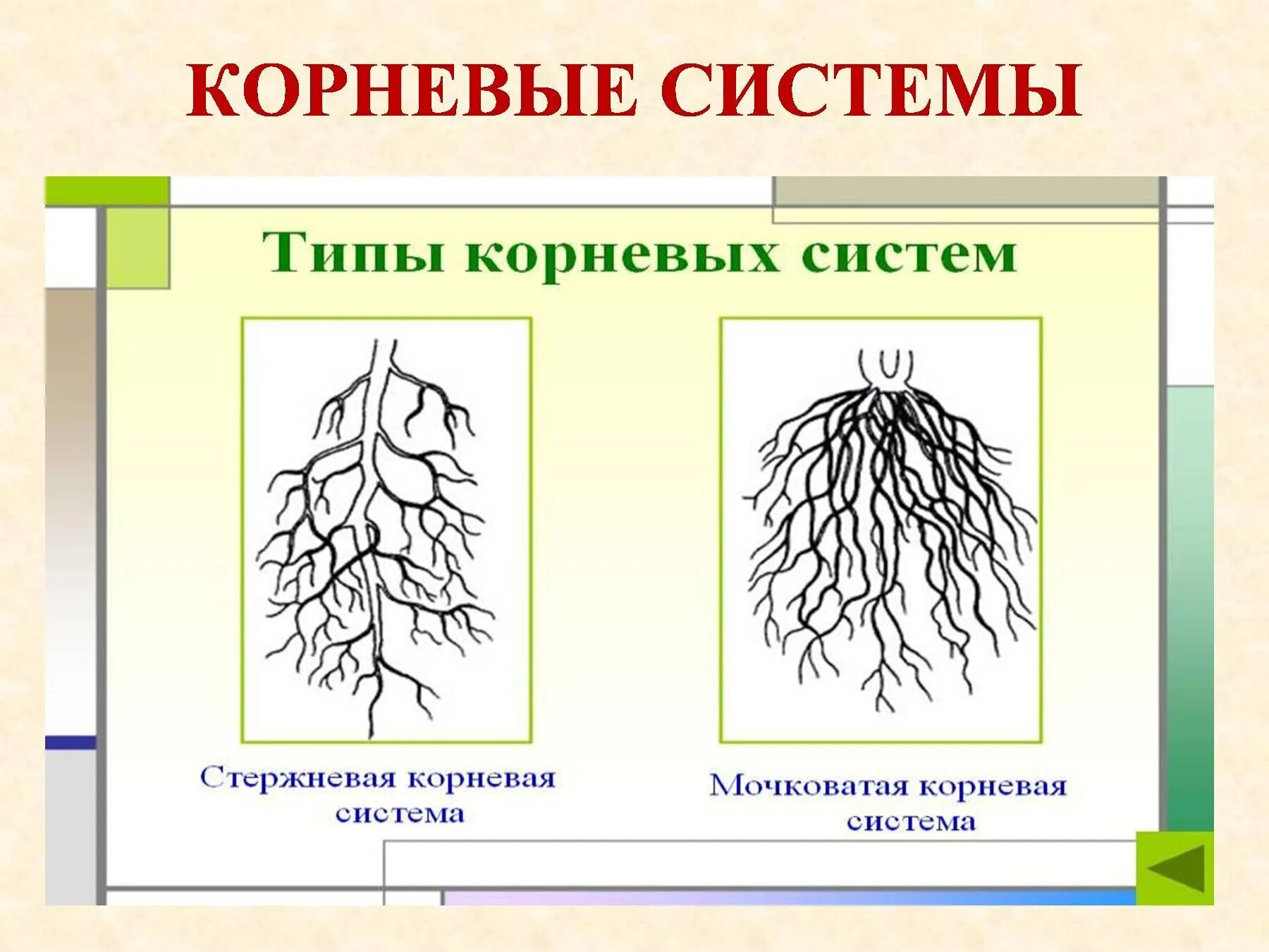 Стержневая и мочковатая корневая система. Типы корневых систем стержневая и мочковатая. Схема мочковатой корневой системы. Корневые системы типы 6 класс мочковатая.