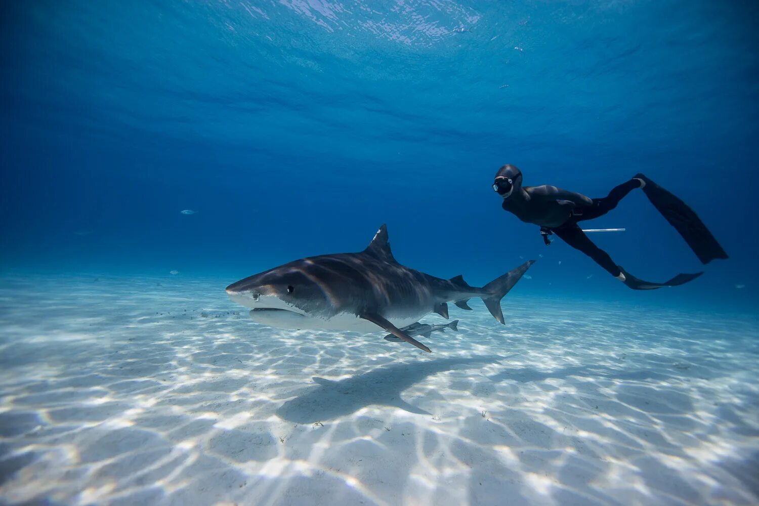 Ocean shark. Акулий риф Египет. Дайвинг тигровая акула Египет. Акула в море. Акула под водой.