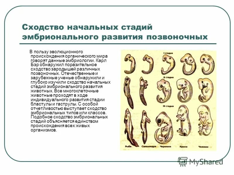 Эволюционное происхождение человека презентация 9 класс пономарева