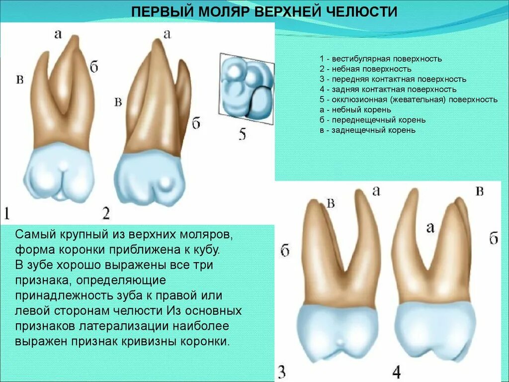 Коренные моляры. 1 Моляр верхней челюсти анатомия. 1 Моляр нижней челюсти анатомия. Анатомия зубов 1 моляра нижней челюсти.