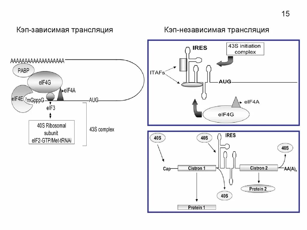 Инициация происходит кэп зависимо. Кэп независимая инициация трансляции. инициация трансляции у эукариот. кэп зависимая инициация. факторы инициации трансляции у эукариот.