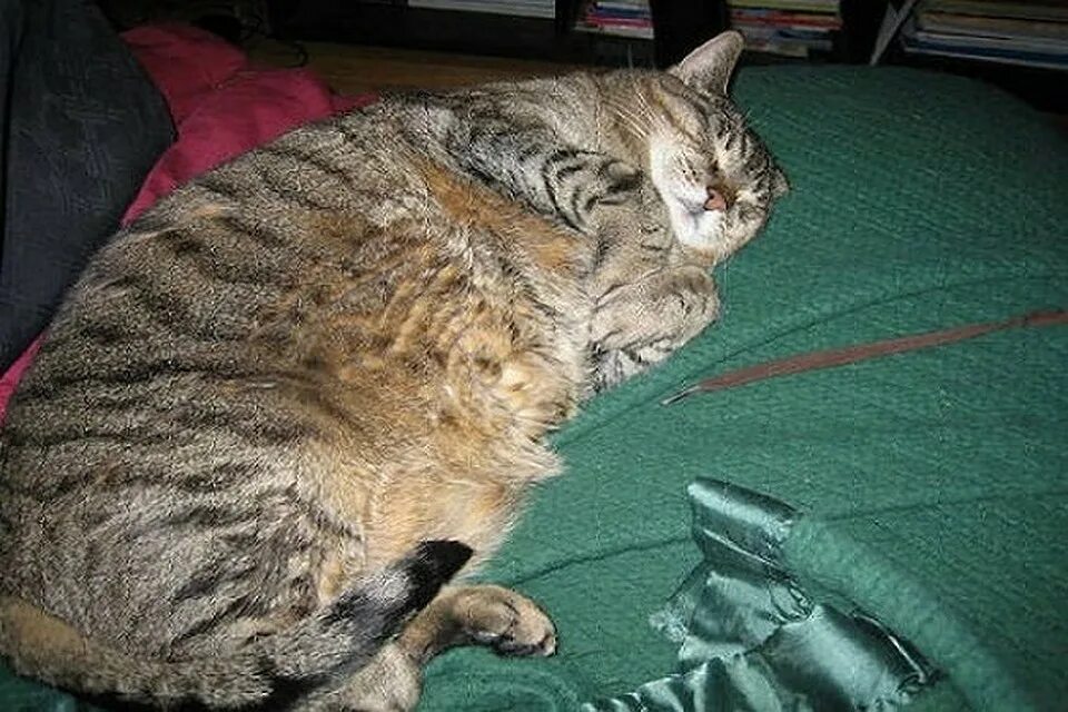 Самый жестокий толстый. Толстый кот. Толстая кошка. Толстый полосатый кот.