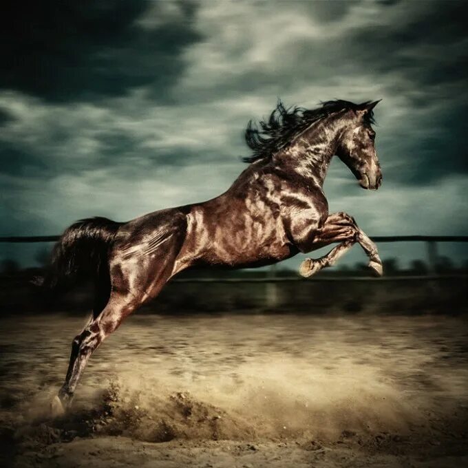 Черный конь скачет. Конь скачет. Лошадь скачет. Лошадь в прыжке. Лошадь галоп.