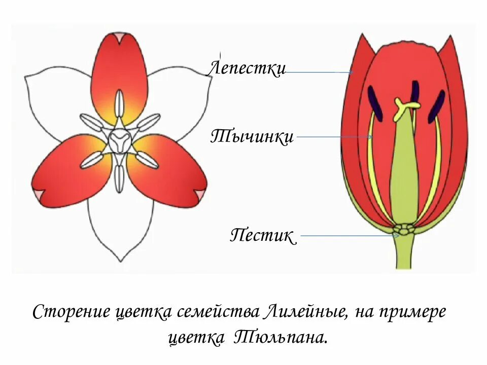 Какой тип питания характерен для тюльпана. Семейство Лилейные Лилия. Схема цветка лилейных. Строение цветка лилейных. Семейство Лилейные строение цветка.