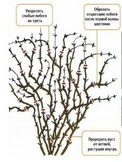Надо ли обрезать клематис. Клематис 1 группы обрезки. Обрезка клематисов 2 группы. Клематисы 2 группа схема обрезки. Обрезка клематиса 2 группы.