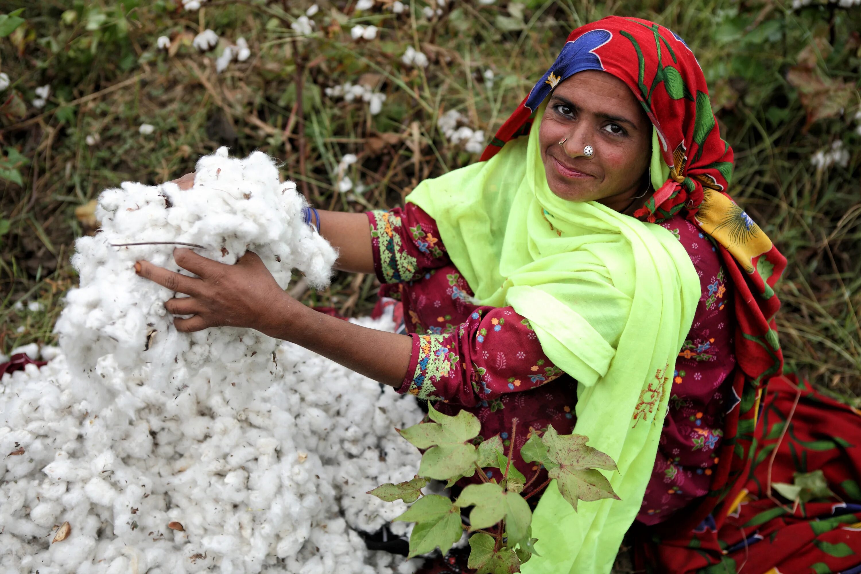 Экономика пакистана. Разноцветная ткань. Хлопок в индии. Seed cotton tsexi prezintasia. Хлопок пакистан.