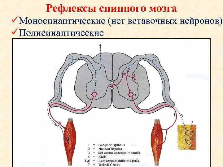 Классификация рефлексов спинного мозга физиология. Фазические рефлексы спинного мозга. Безусловные рефлексы спинного мозга. Рефлекторная дуга спинного мозга.