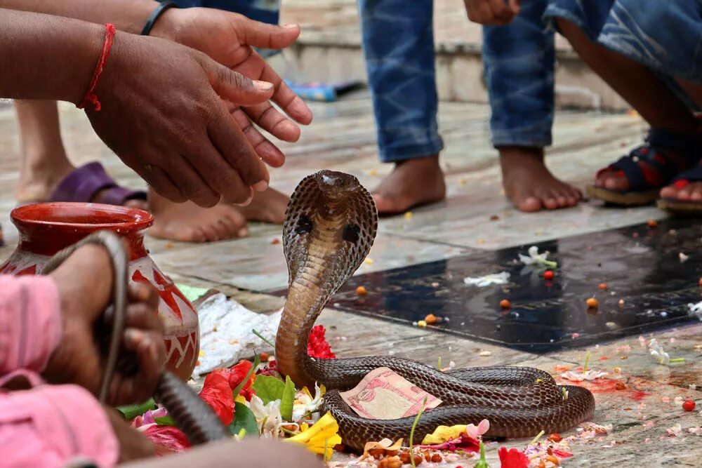 Индийский про змею. Праздник Nag Panchami в Индии. Нагапанчами Индия змеи. Священные животные Индии Кобра. Нагапанчами. Праздник змей.