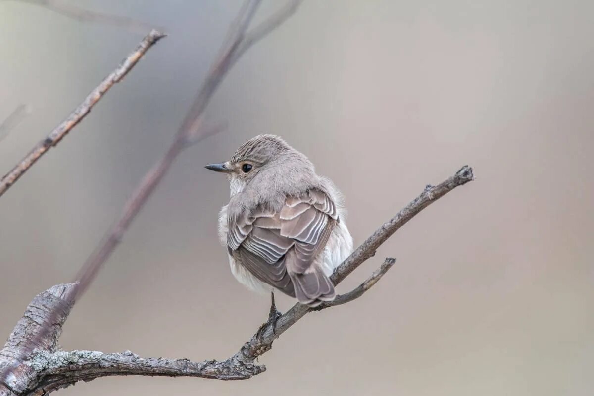 Серая мухоловка (Muscicapa striata). Мухоловка серая – Muscicapa striata (Pallas, 1764). Маленькая серенькая птичка в Сибири. Серая мухоловка в Сибири. Серая птица дом