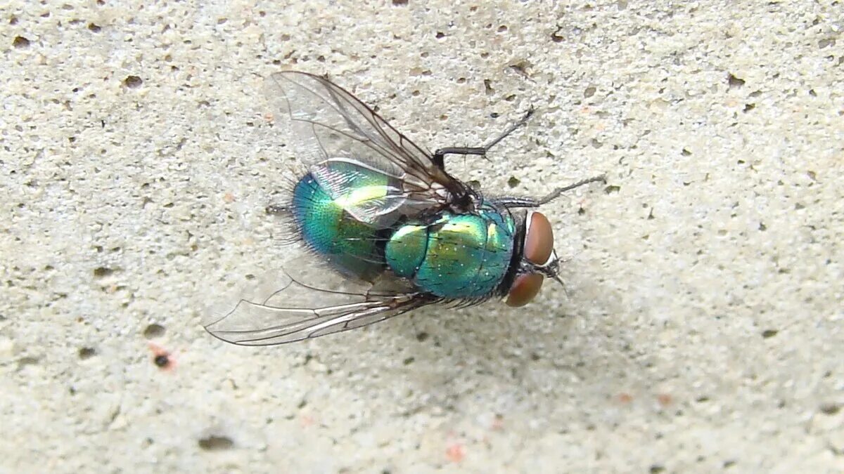 Green fly. Двукрылое зеленое насекомое. Зеленая муха. Fly зеленый. Green fly on the pines.