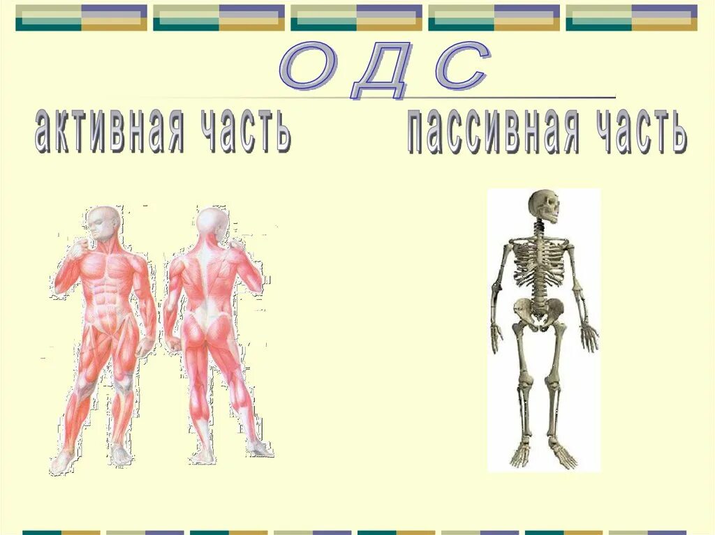 Биология 8 класс урок 7. Биология 8 класс скелет человека осевой скелет. Презентация на тему скелет. Презентация на тему скелет человека. Строение скелета презентация.