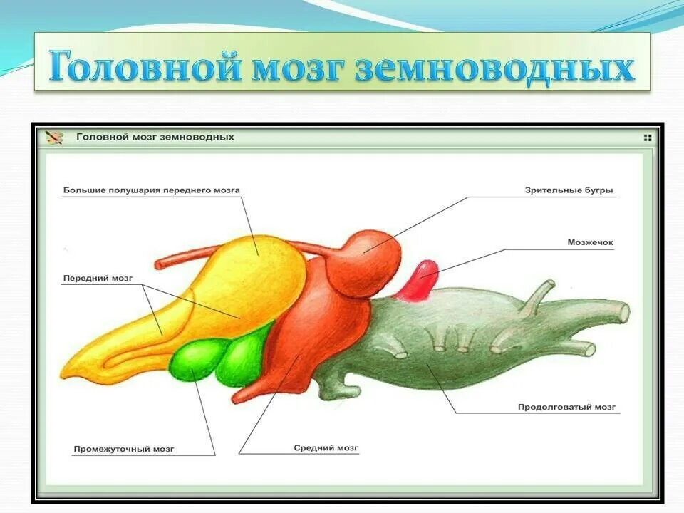Отделы головного мозга лягушки. Отделы головного мозга у земноводных таблица. головной мозг строение отделы земноводные. строение мозга амфибий. строение головного мозга земноводных.