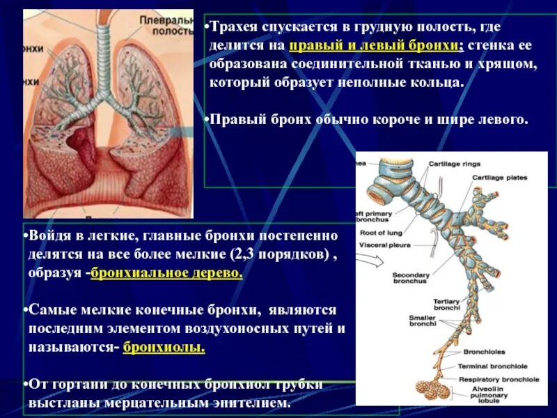 Функции бронхов и легких. Трахея бронхи бронхиолы. стенки трахеи и бронхов образованы. бронхи правый и левый. крупные бронхи.