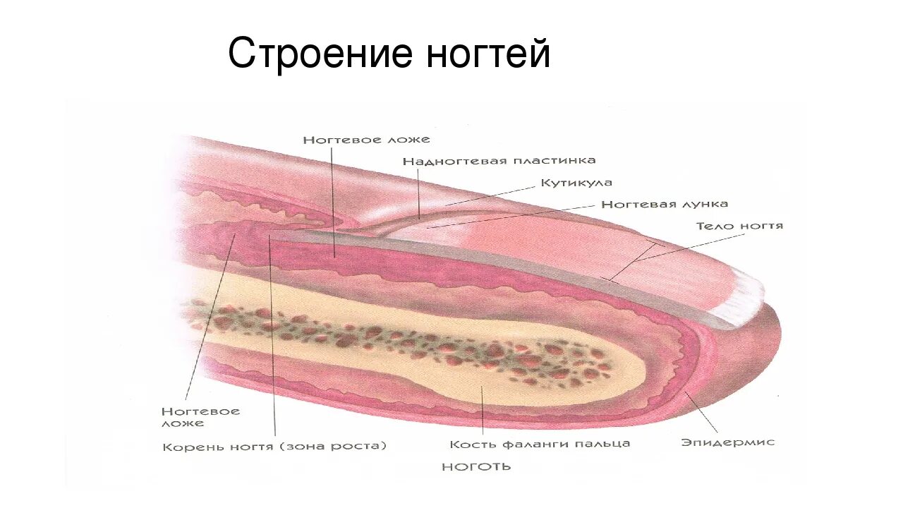 Ногтевая структура. Строение ногтя. Строение кожи ногтя. Структура строения ногтя. Строение ногтевой пластины.