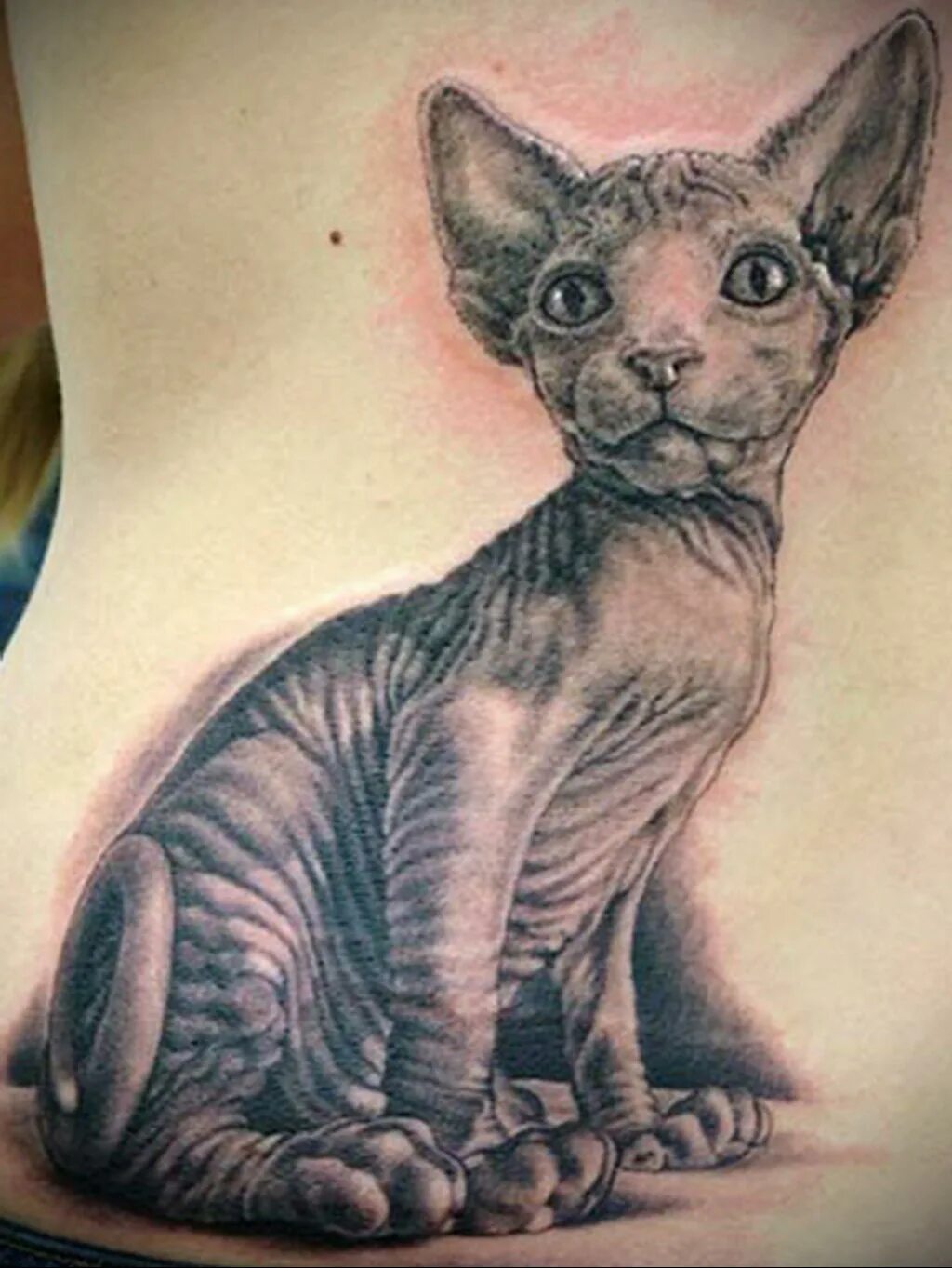 Кот тату эскиз. Кот сфинкс тату. Традишнл тату сфинкс. Тату кошки сфинкс. Тату сфинкс кошка.