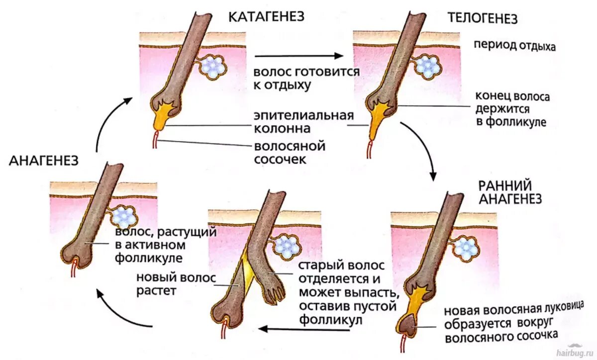 Анаген катаген телоген. Катаген фаза роста волос. Жизненный цикл роста волос. Фазы жизненного цикла волоса. Рост волоса происходит за счет