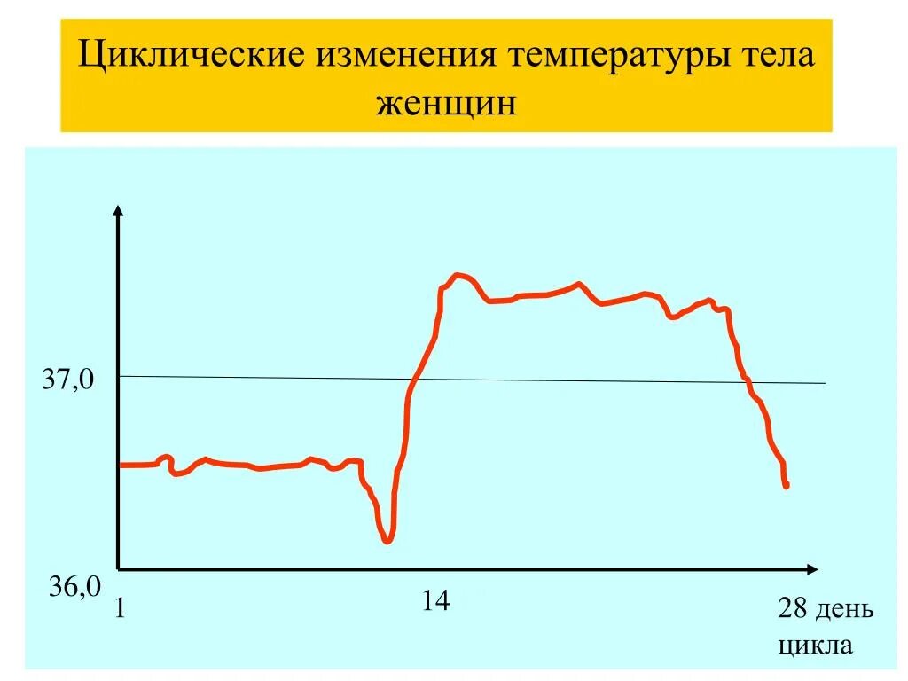 Циклические изменения температуры. Колебания гормонального фона месячный цикл. Изменение температуры в течение цикла. Температура тела на 23 день цикла. Циклическое изменение температуры