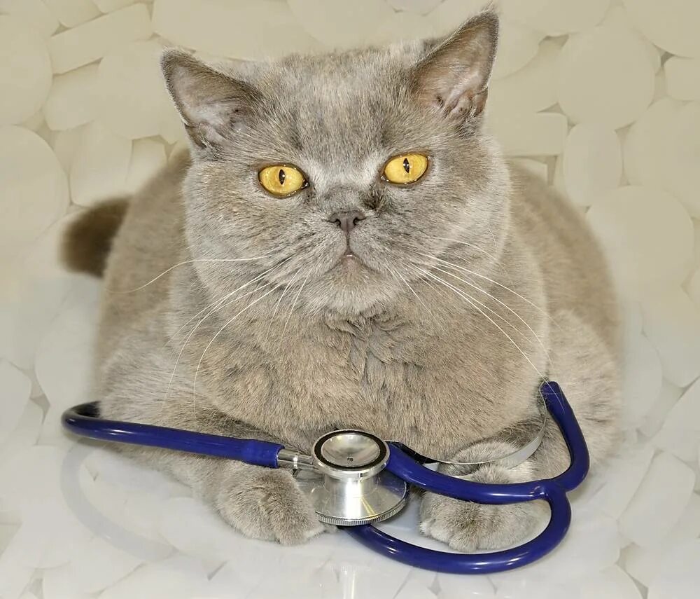 Кошачий вич. Вирусный иммунодефицит кошек. У кошек кошачий иммунодефицит СПИД. Кошачий инфекционный перитонит. Вирусная лейкемия кошек симптомы.