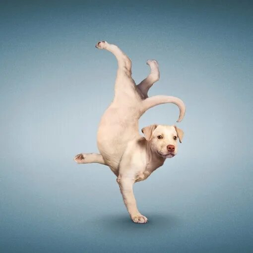 Гимнастические позы животных. Позы животных. Позы животных. Забавные позы животных. Забавные позы кошек.